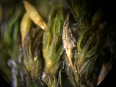 Lewinskya elegans
