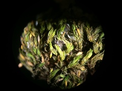 Lewinskya elegans