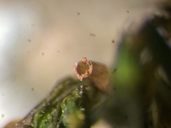 Lewinskya elegans