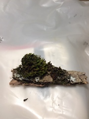 Lewinskya elegans