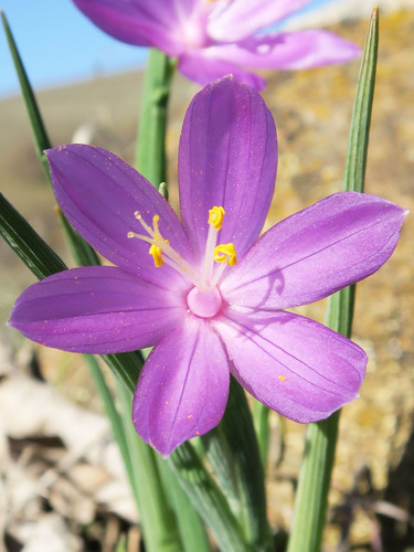 Olsynium douglasii var. inflatum