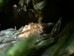 Lewinskya elegans