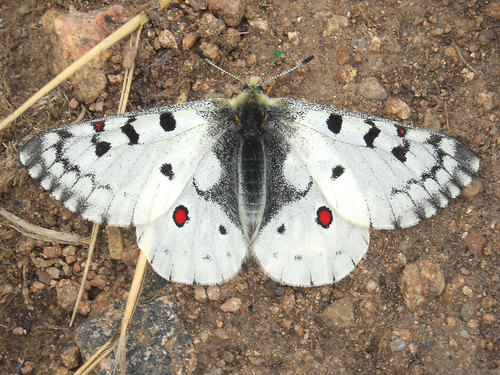 Rocky Mountain Parnassian