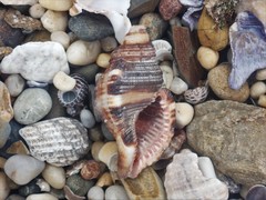 Monoplex pilearis
