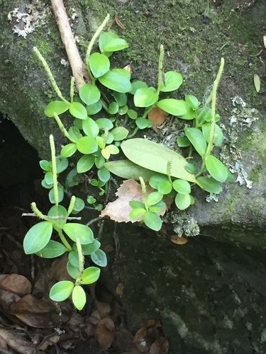 Peperomia urvilleana