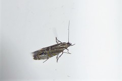 Glyphipterix triselena