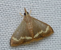 Clupeosoma pellucidalis