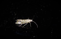 Glyphipterix triselena
