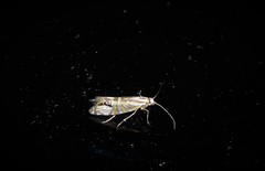 Glyphipterix triselena
