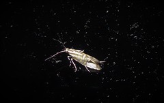 Glyphipterix triselena