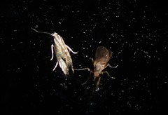 Glyphipterix triselena