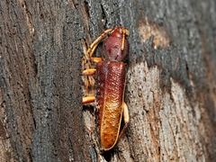 Phacodes