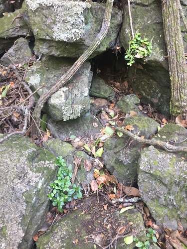 Peperomia urvilleana