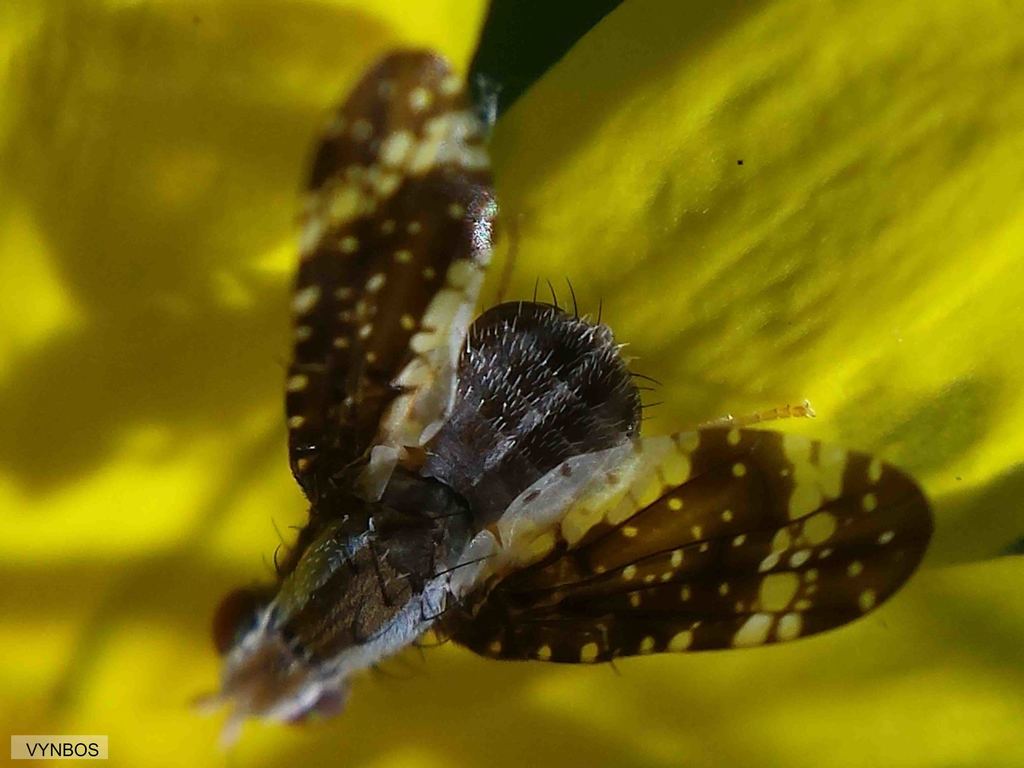 Bitou bush seed fly