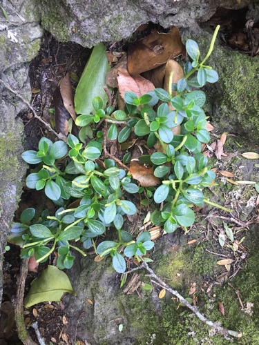 Peperomia urvilleana