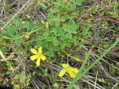 Oxalis rubens