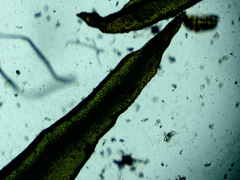 Lewinskya elegans