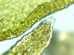 Lewinskya elegans