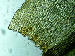 Lewinskya elegans