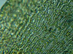 Lewinskya elegans