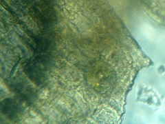 Lewinskya elegans
