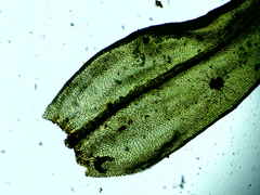 Lewinskya elegans