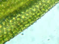 Lewinskya elegans