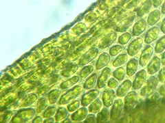 Lewinskya elegans