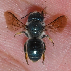 Helicosmia