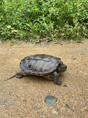 Chelydra acutirostris