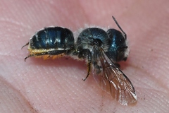 Helicosmia