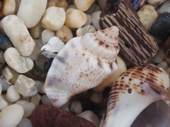 Canarium microurceum