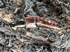 Hesperus baltimorensis