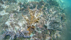 Millepora complanata