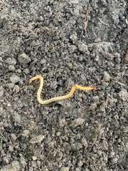 Dicellophilus limatus