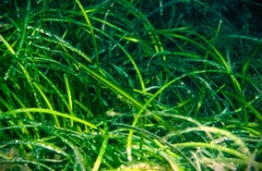 Siphonognathus argyrophanes