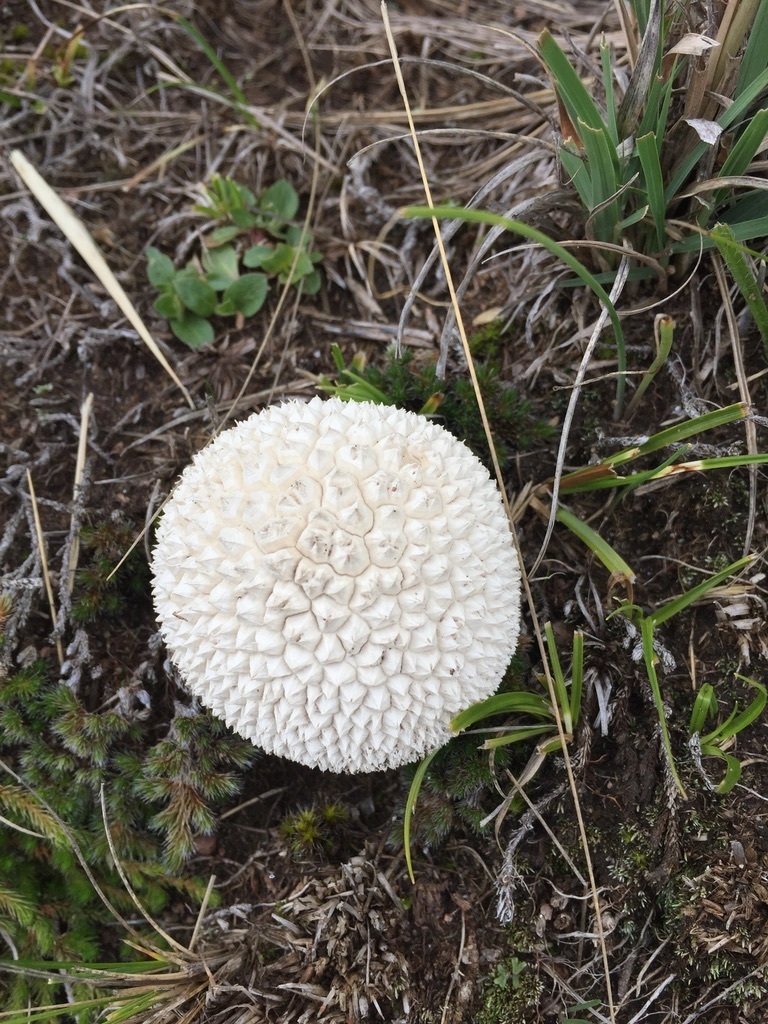 Lycoperdon marginatum · February 2022 · photo: © karuquebec (iNaturalist, cc0)