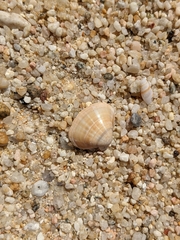 Tivela