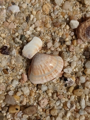 Tivela