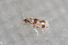 Notoxus desertus