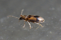 Notoxus desertus