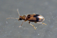 Notoxus desertus