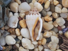 Canarium microurceum