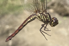 Orthemis schmidti