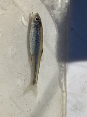 Lythrurus umbratilis