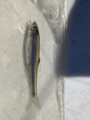 Lythrurus umbratilis