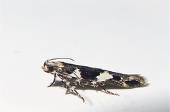 Pyroderces deamatella