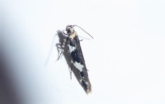 Pyroderces deamatella