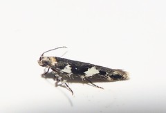 Pyroderces deamatella