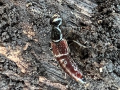 Hesperus baltimorensis